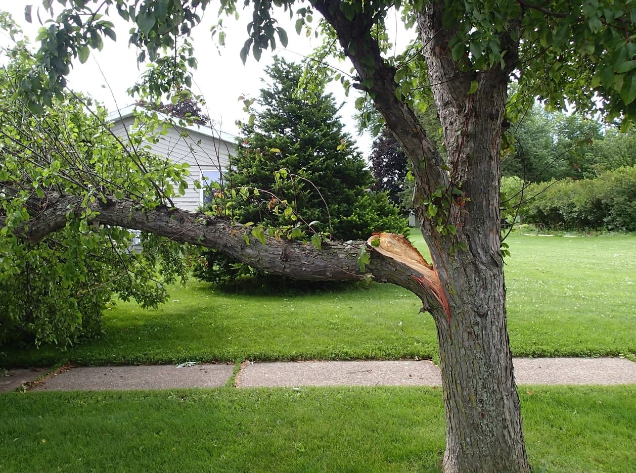 6 Benefits of Hiring Professionals for Emergency Tree Removal