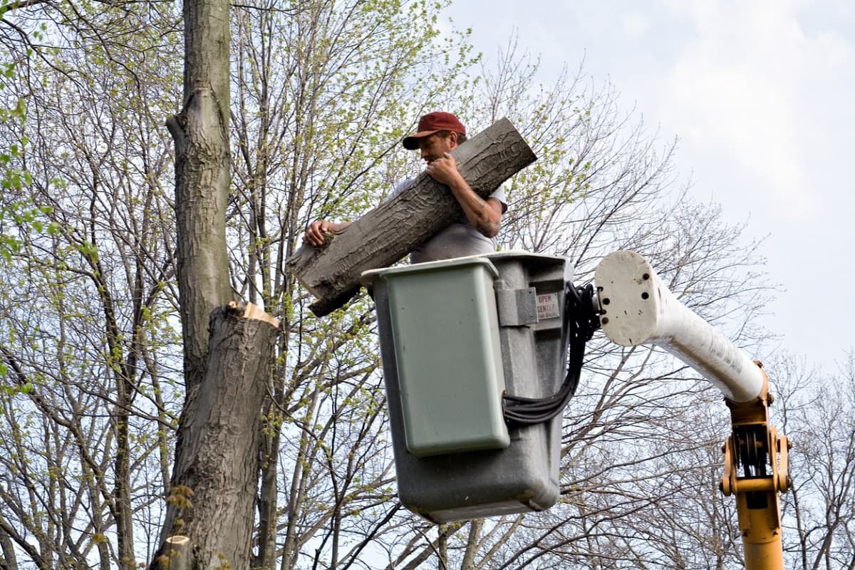 6 Tree Removal Issues and Solutions
