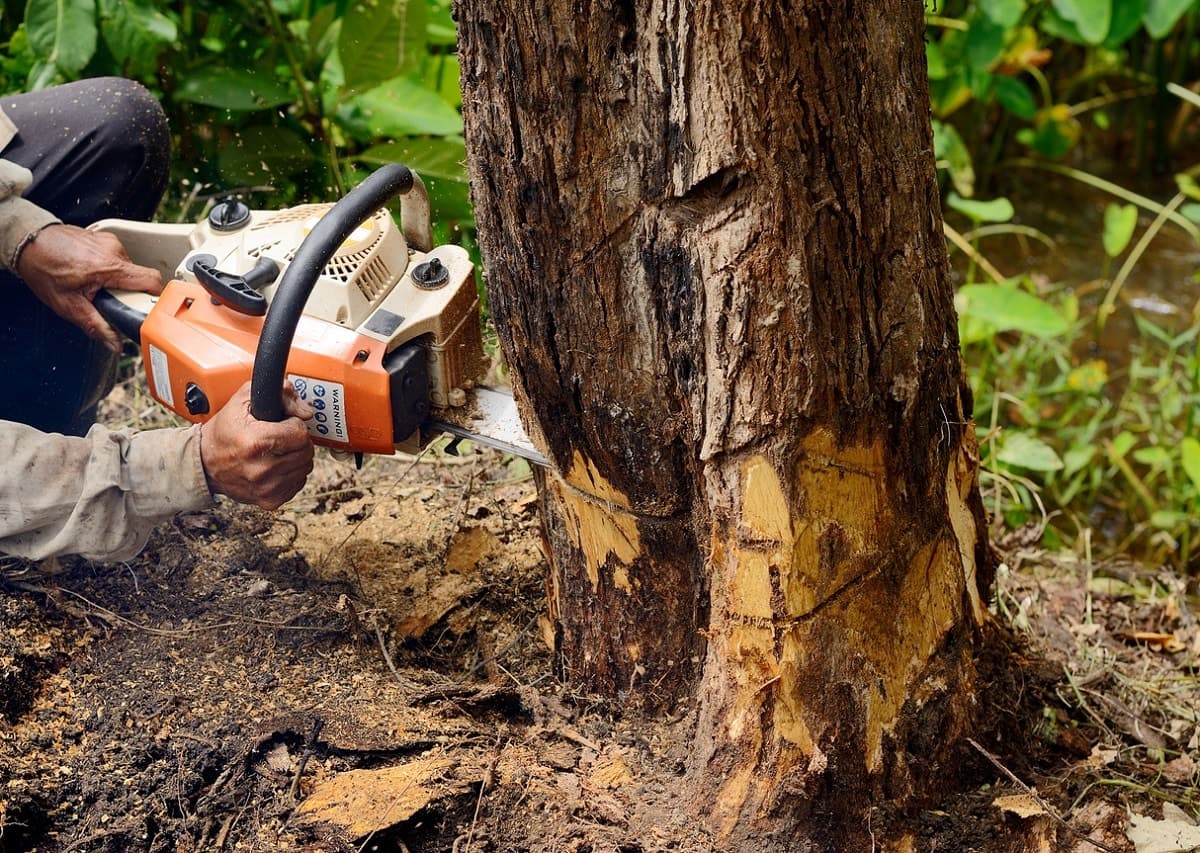 5 Tips for Choosing the Right Tree Removal Service in Summer